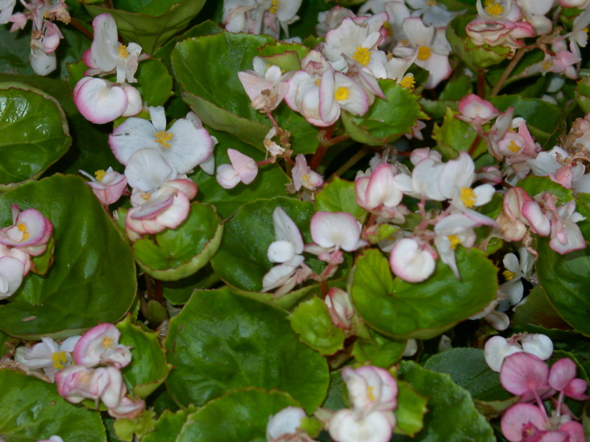 B. ‘Bicola’